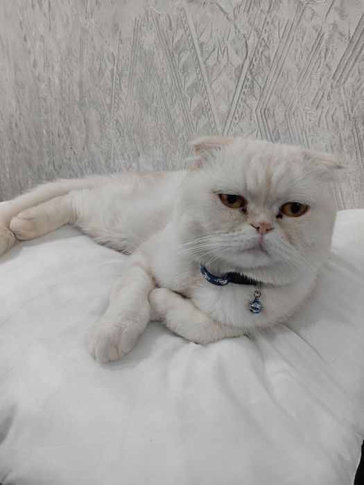 Mushuk sotiladi scottish fold. Продается Кошка шотландский вислоухий
