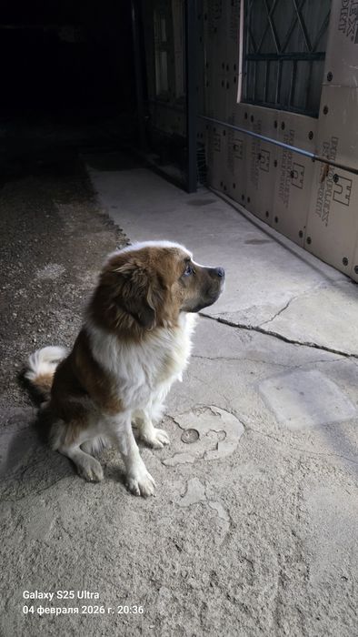 Московская сторожевая