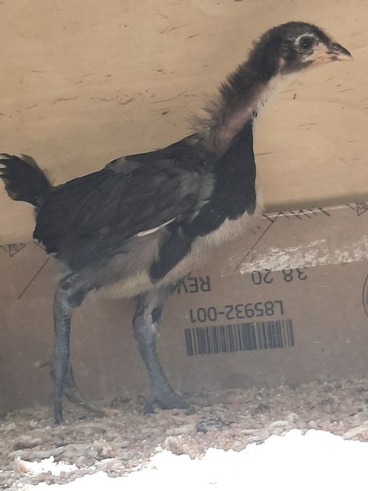 Гигант Кора шахзода тухум ва жужаларига заказ оламиз