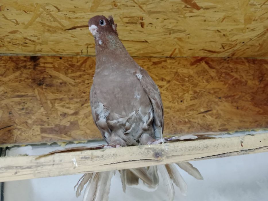 Продам   голубя