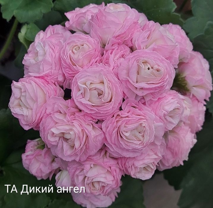 Пеларгонии укорененные