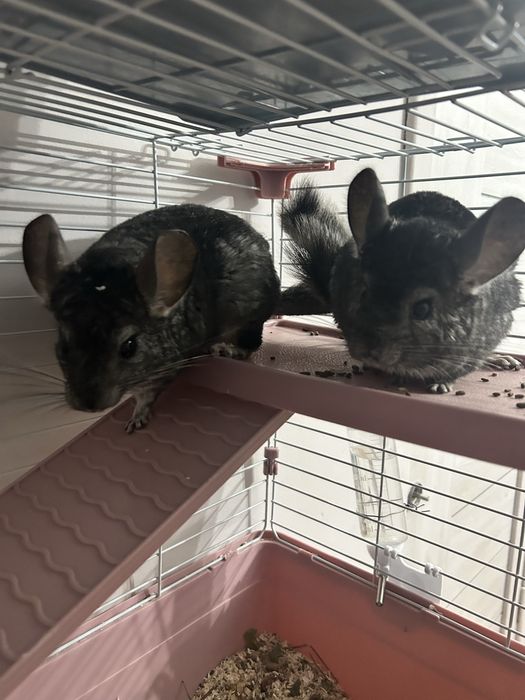 Продам пару шиншилл.