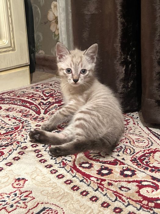 Продаю котенка(девочка)