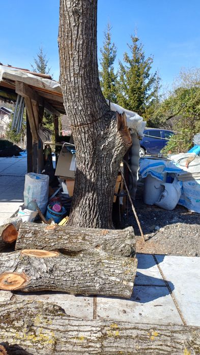 Trunchi nuc cu autorizatie de taiere.