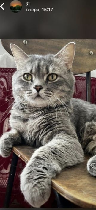 Котёнок, британецы