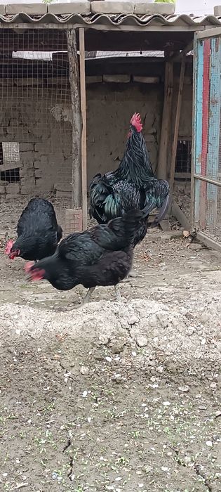 Qora shagʻzoda tuxumlari sotiladi