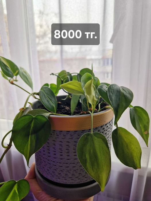 Цветок филодендрон Бразил