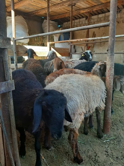 Қойлар тоқтылар сатылады