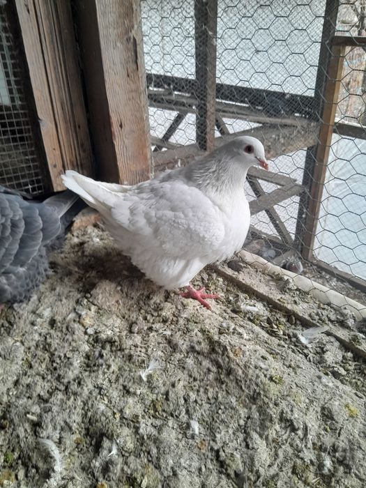 Porumbei Texani  de vanzare