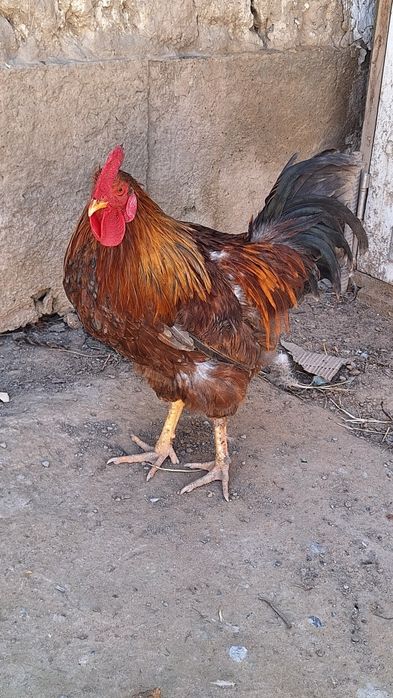 Қораздар сатылады