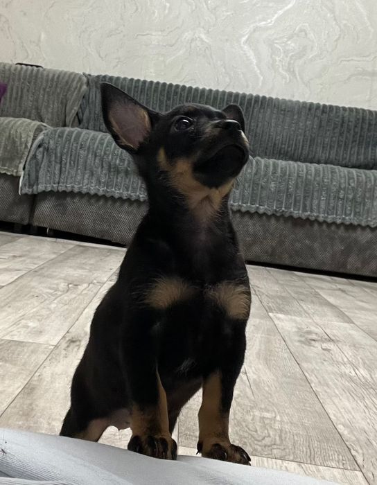 Щенок Той Терьер