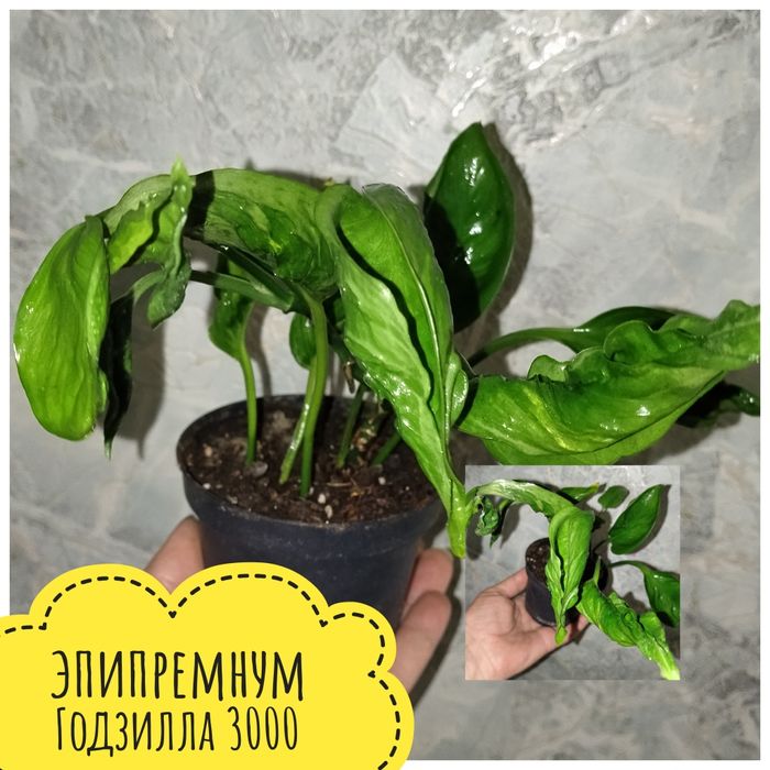 Цветы  комнатные