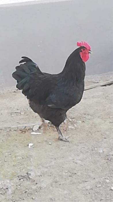 Цыпленки дешенские