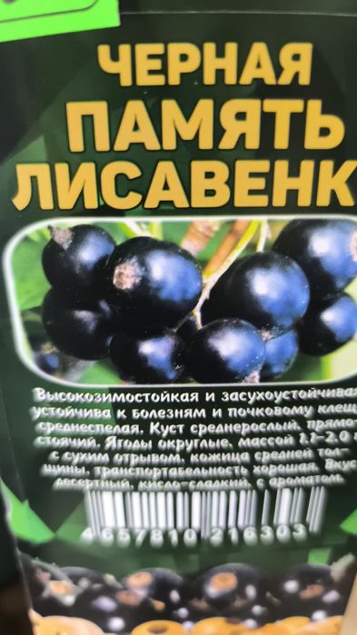 Продам саженцы с алтайского питомника