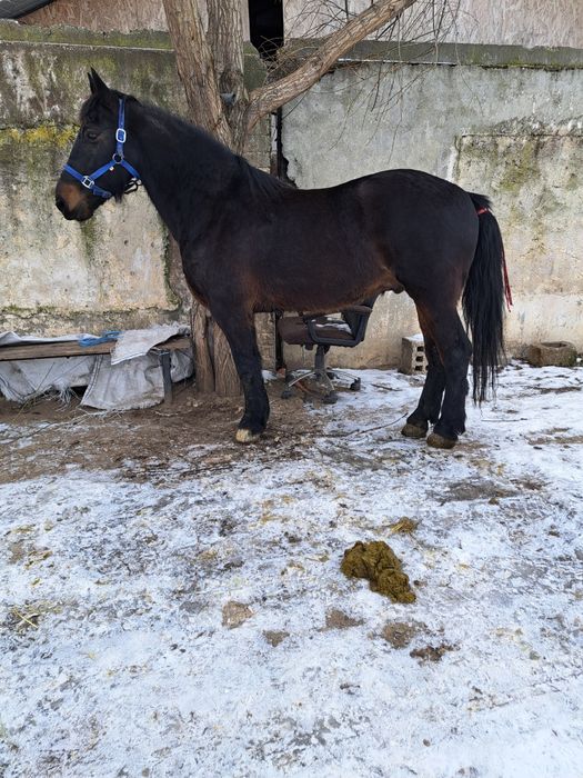 Vand schimb cal de 8 pe 9 ani