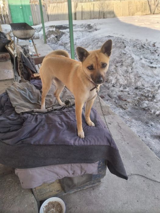 Маленькая стерилизованная девочка ищет дом!