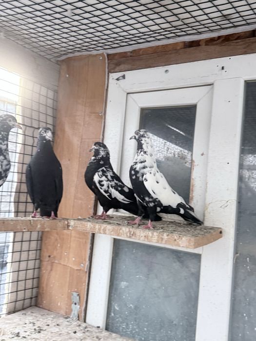 Продам 2 пары сочи