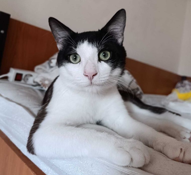 Adopție responsabilă motănel