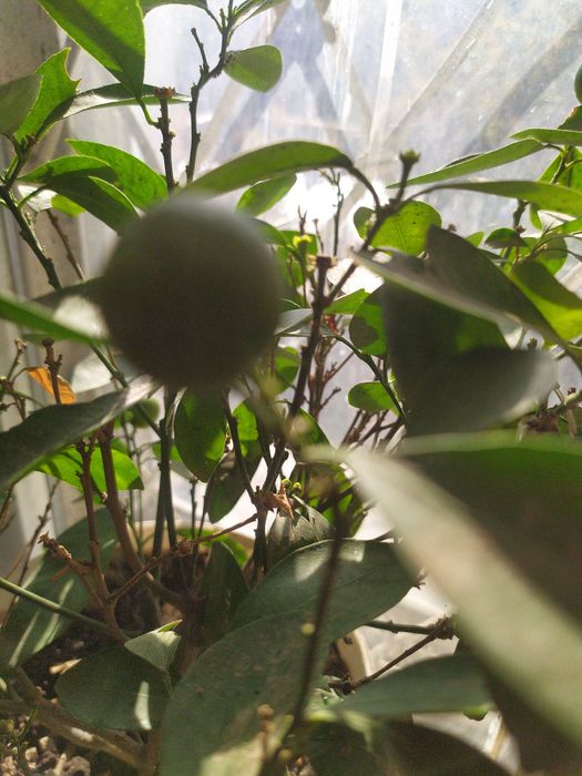 Продаю карликовый мандарин