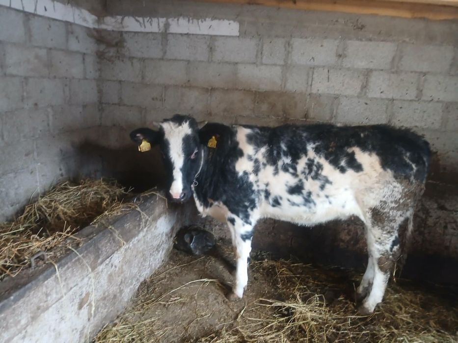 Vand vitica, albastru belgia.