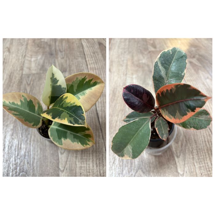 Продам комнатные цветы