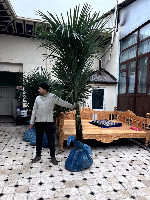 Qishki palma gullari