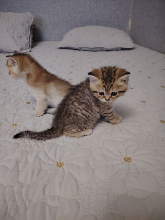 Котята британской шиншиллы