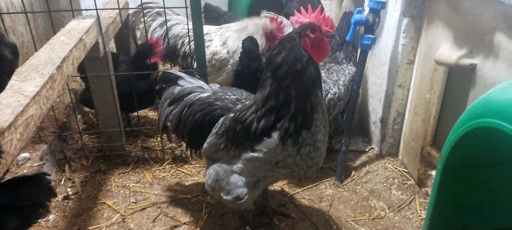 Australorp bleo - Cocoș