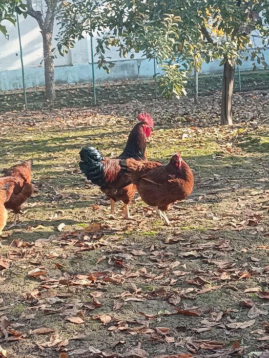 Корейский зот Хан хяп уруғланган тухумлари сотилади ва буюртма оламиз