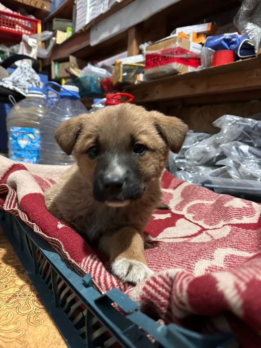 Щенок ищет семью срочно