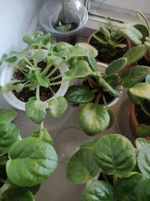 Продам цветы,,Фиалки''