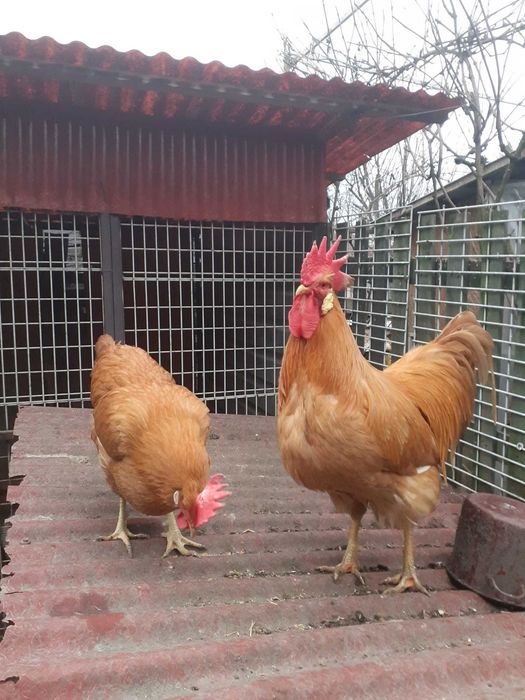 Vand pereche  1+1 gaini italiene orange, an 2025