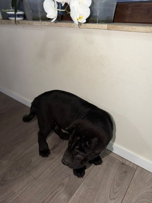 Shar pei   Puppy