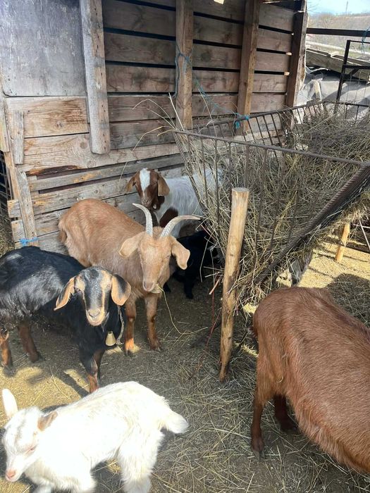 Vând capre tinere cu iezi