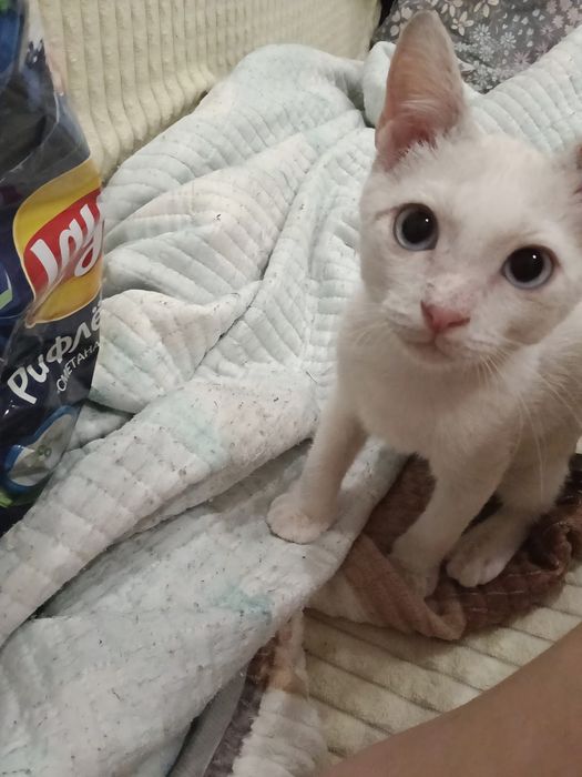 Котенок 3 месяца      .   .