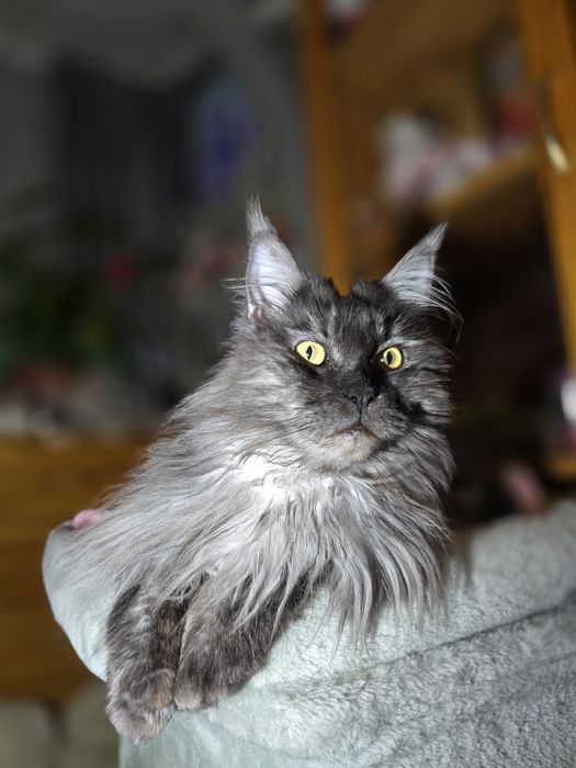 Чистокръвни Котенца Мейн Куун