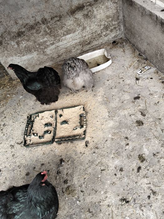 Vând oua găină brahma dark uriaș și blue