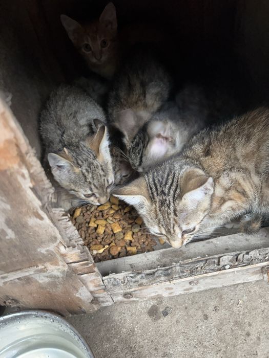 Pui de pisică, spre adoptie