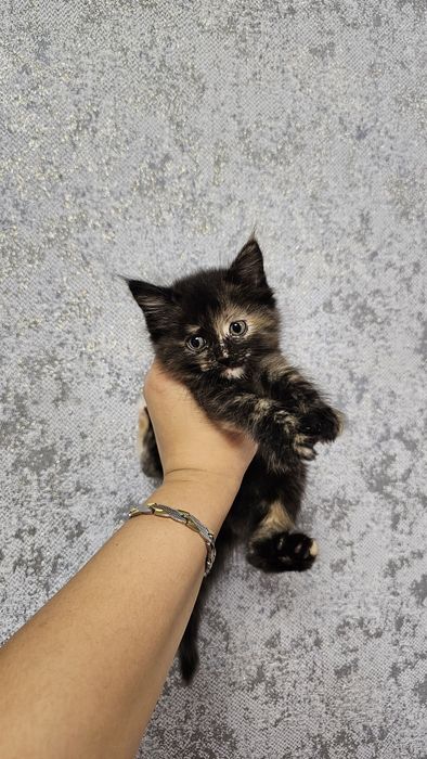 Котята бесплатно