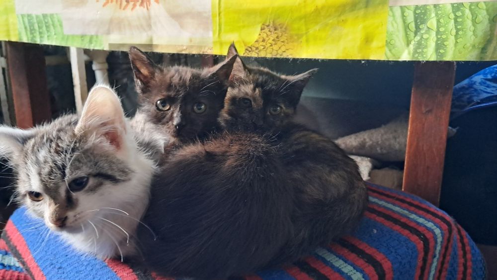 Котята 28 октября