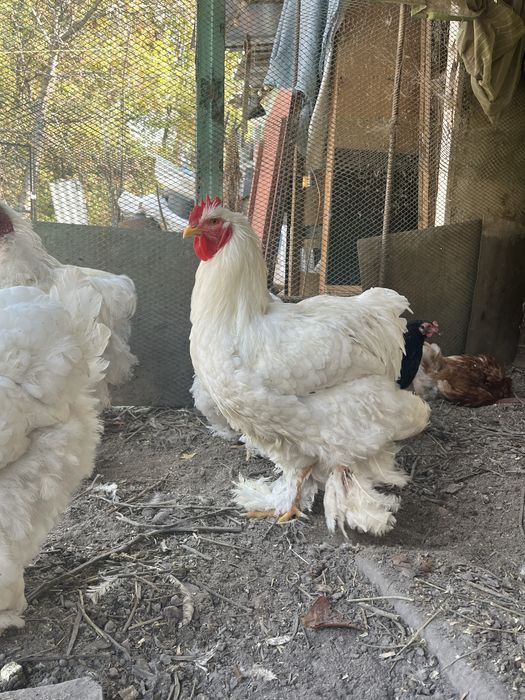 Продам инкубационные яйца