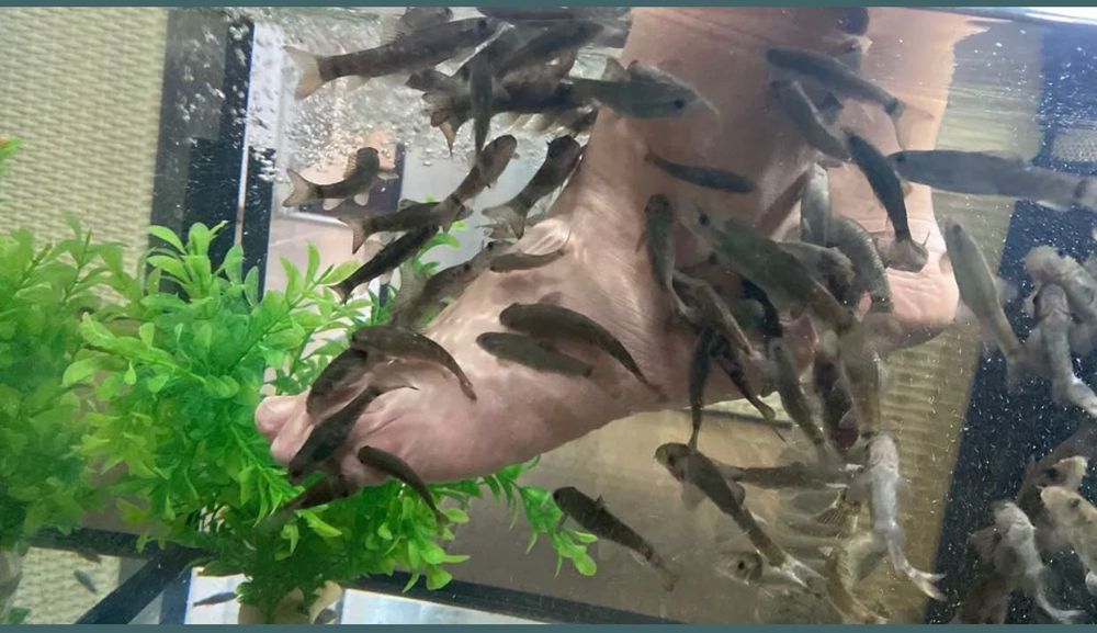 Acvarii, fotolii ratan albe și pești Garra Rufa Caracal • OLX.ro