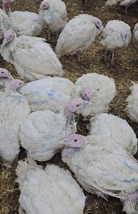 Curcani  bio pentru Crăciun