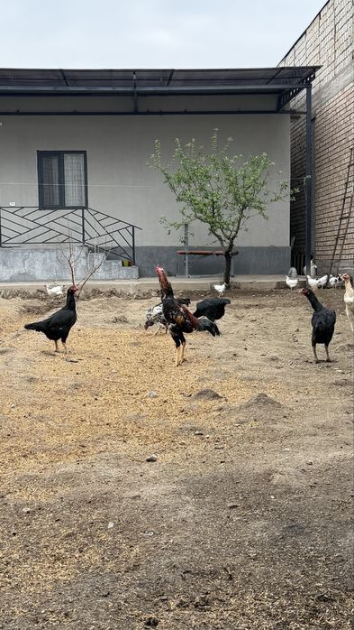 Дакан жужалар тоза зот