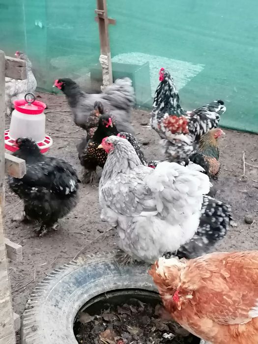 Vând ouă pentru incubat