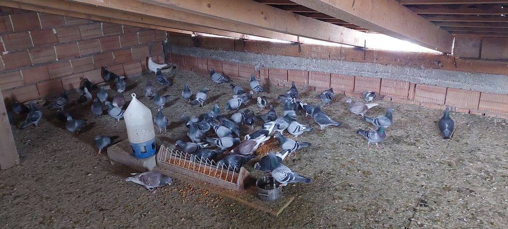 Porumbei de vînzare voîajori