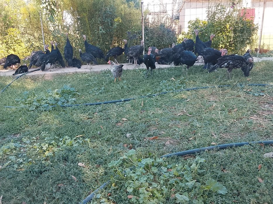 Продам продам продам