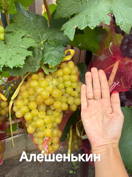 Продам саженцы винограда