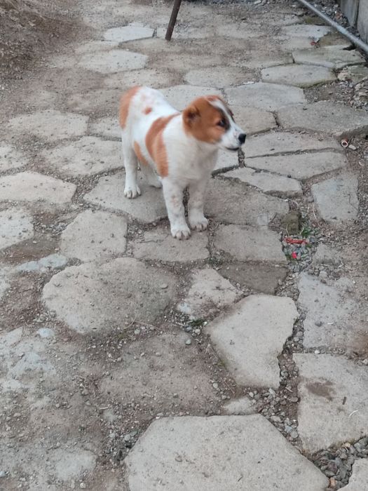 Щенок алабая в продаже