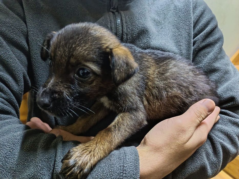 Щенки овчарка восточно европейски